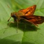 oben auf dem Mini-Weg Insekten und Eidechsen