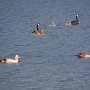 daher auch Kinderstube für Canada- un Nilgans