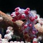 .. und kleine süße Pygmy-Seepferdchen ..